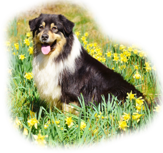 berger australien australian shepherd