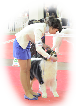 berger australien australian shepherd