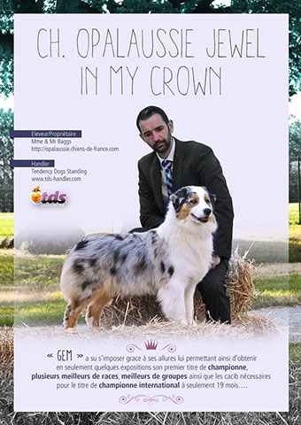 berger australien australian shepherd